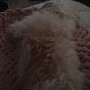 Meet your Posher, Dolores